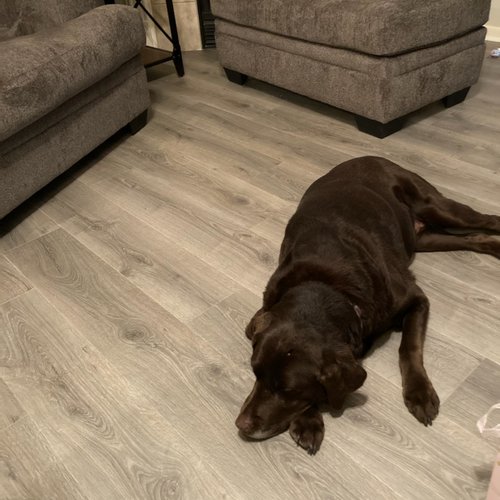 Dog sleeping on new floors Grand Rapids, MI at Absolute Floor Covering