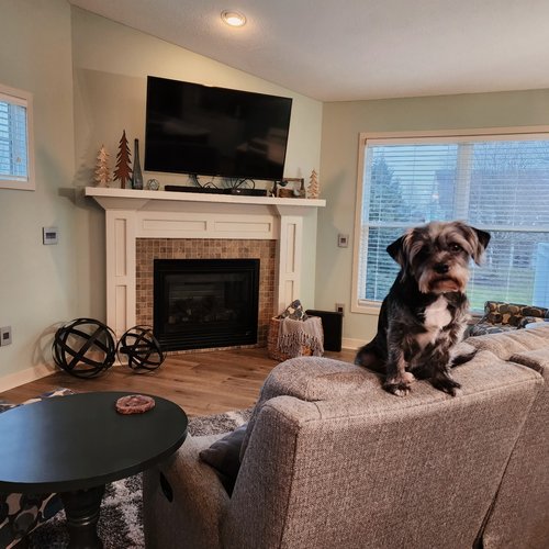 Dog sitting on couch with new flooring in Grand Rapids, MI at Absolute Floor Covering